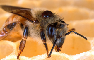 Australia&#39;s Battle with the Varroa Mite Threatens Bees and Agriculture