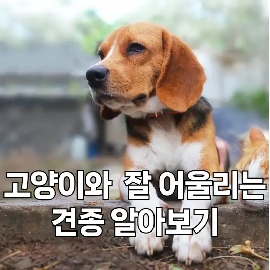 고양이와 잘 어울리는 견종