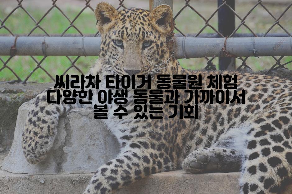 씨라차 타이거 동물원 체험 다양한 야생 동물과 가까이서 볼 수 있는 기회