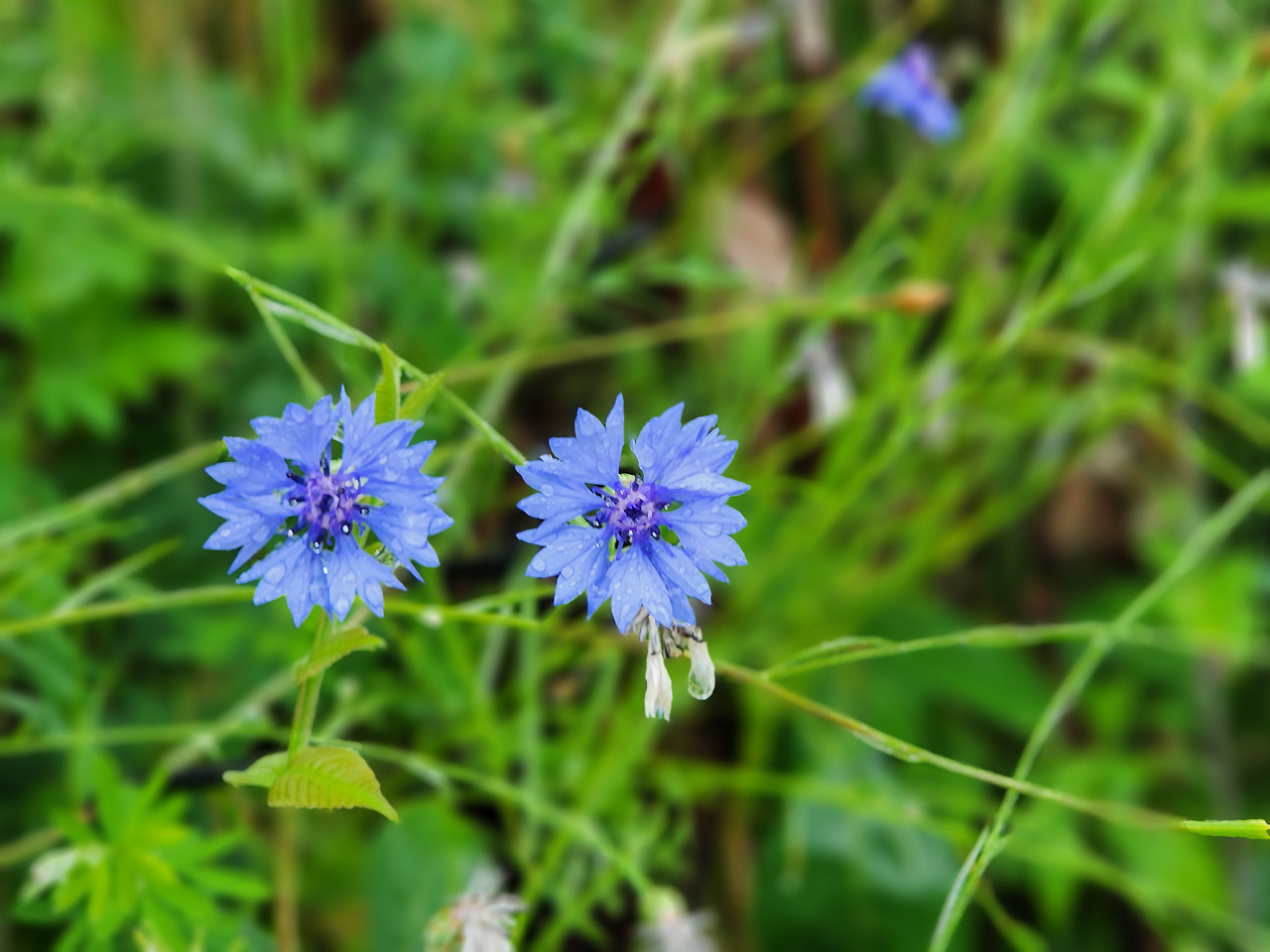 수레국화 파종시기, 개화시기, 꽃말