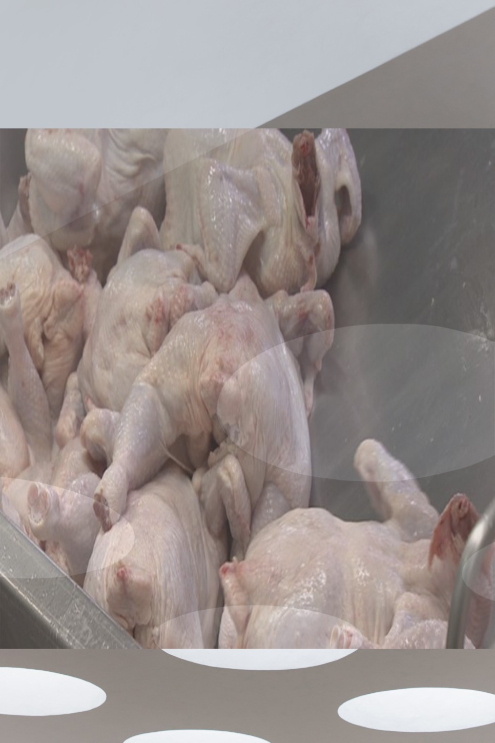 asf 발생 닭고기 육계 관련주 ASF발생 및 삼겹살 가격 급등에 13