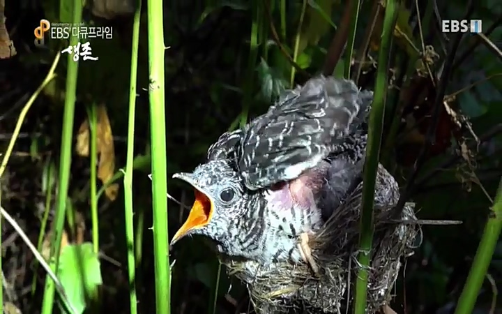 EBS 다큐프라임_ 220628.avi_20220629_205229.289.jpg