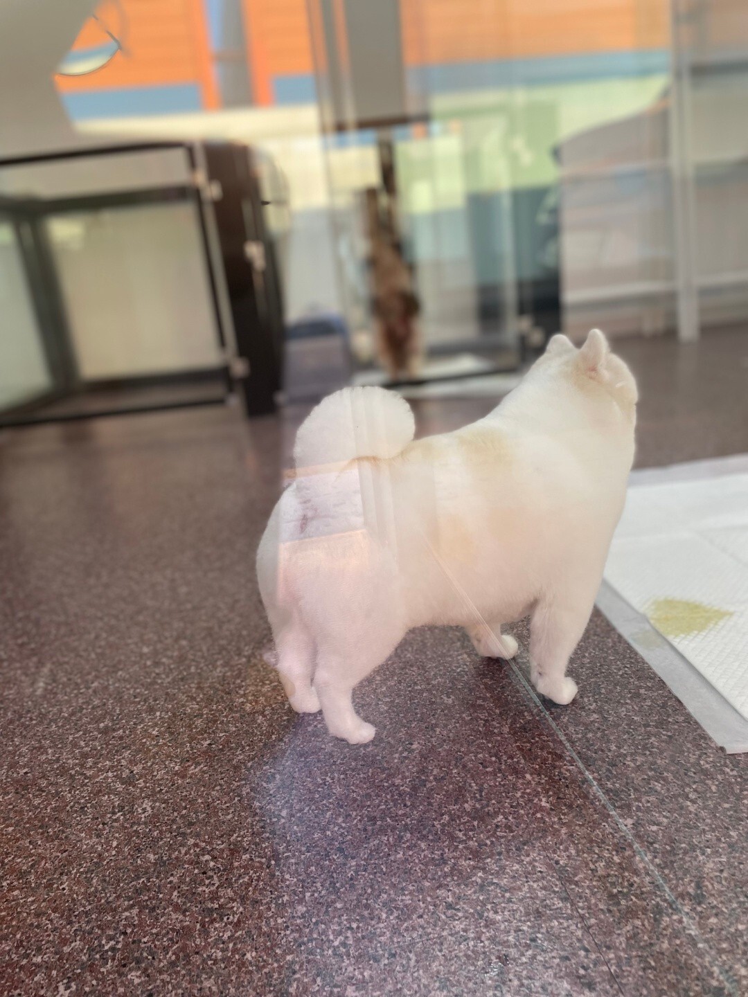 사진