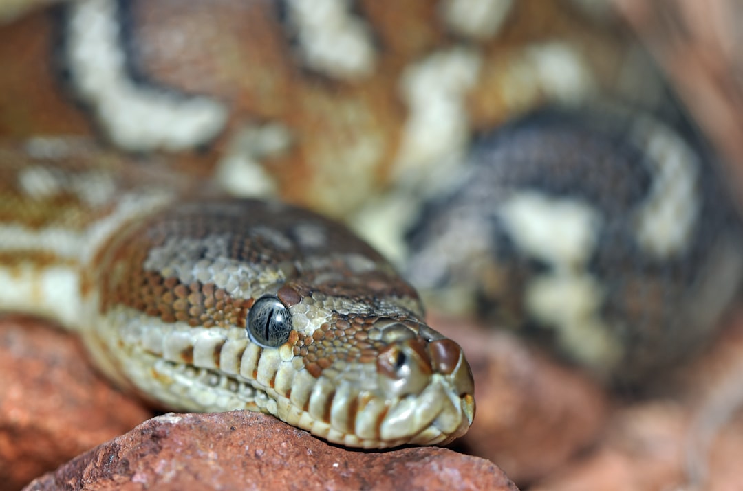 Python