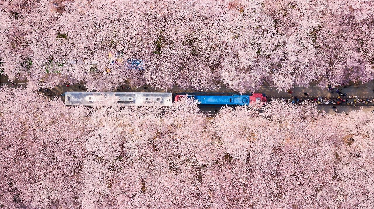 진해 군항제