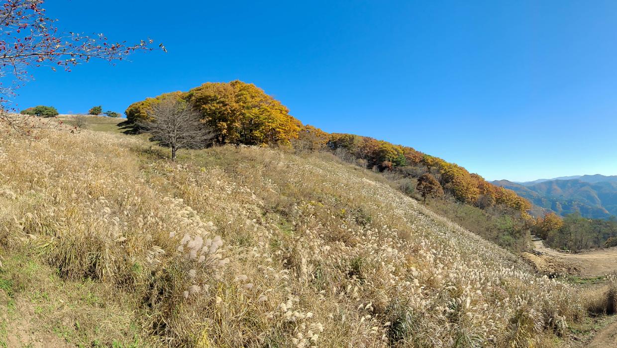 정선 민둥산