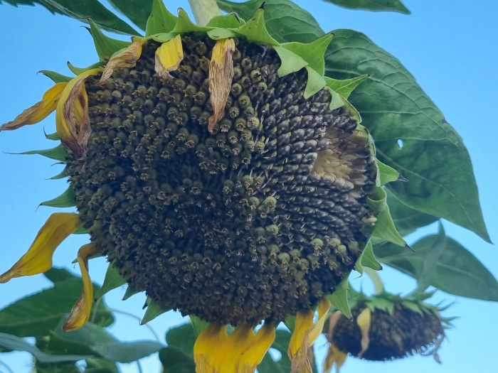 해바라기