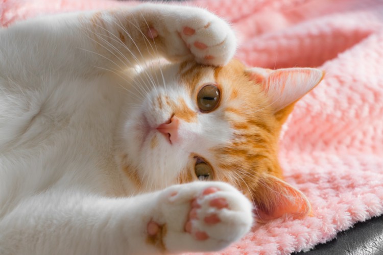  고양이 털관리 방법!
