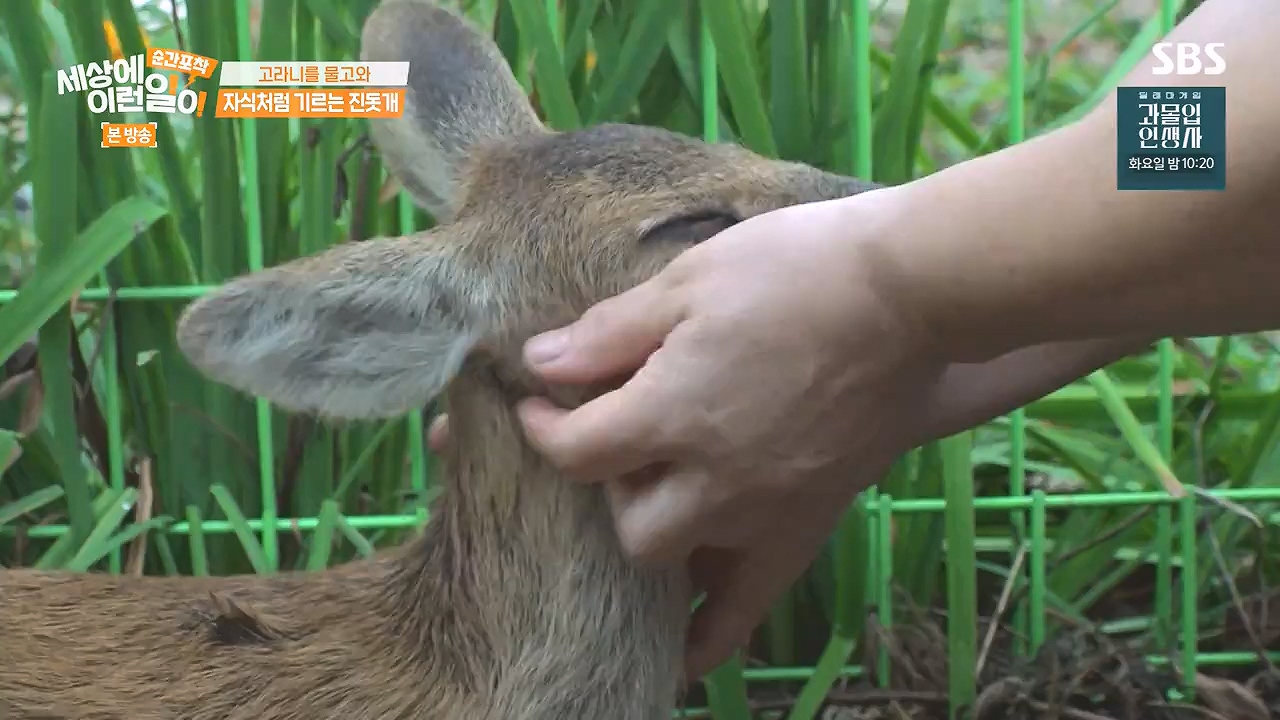 순간포착 세상에 이런일이.E1244.230903p-NEXT.mp4_20230903_173233.555.jpg