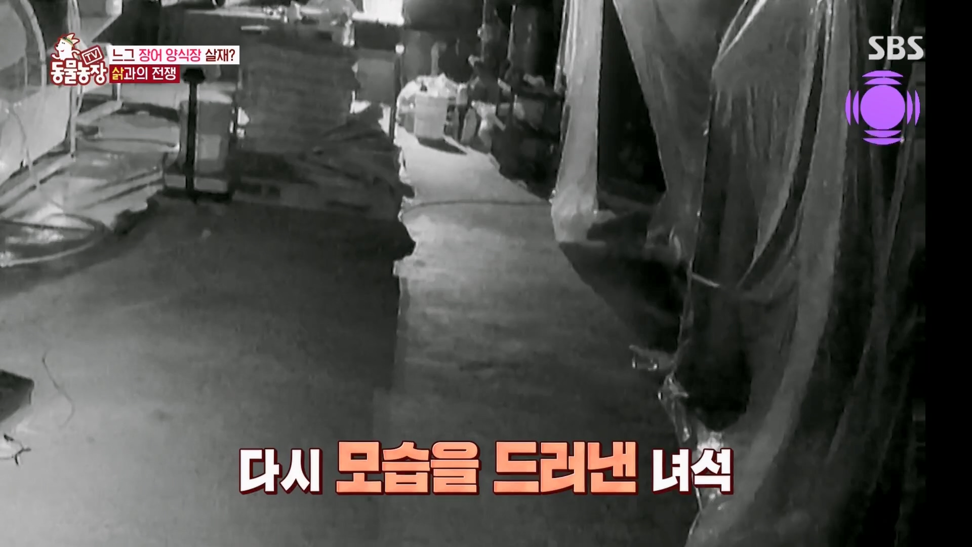 TV 동물농장.E1165.240331p.H264-F1RST.mp4_20240331_144347.984.jpg