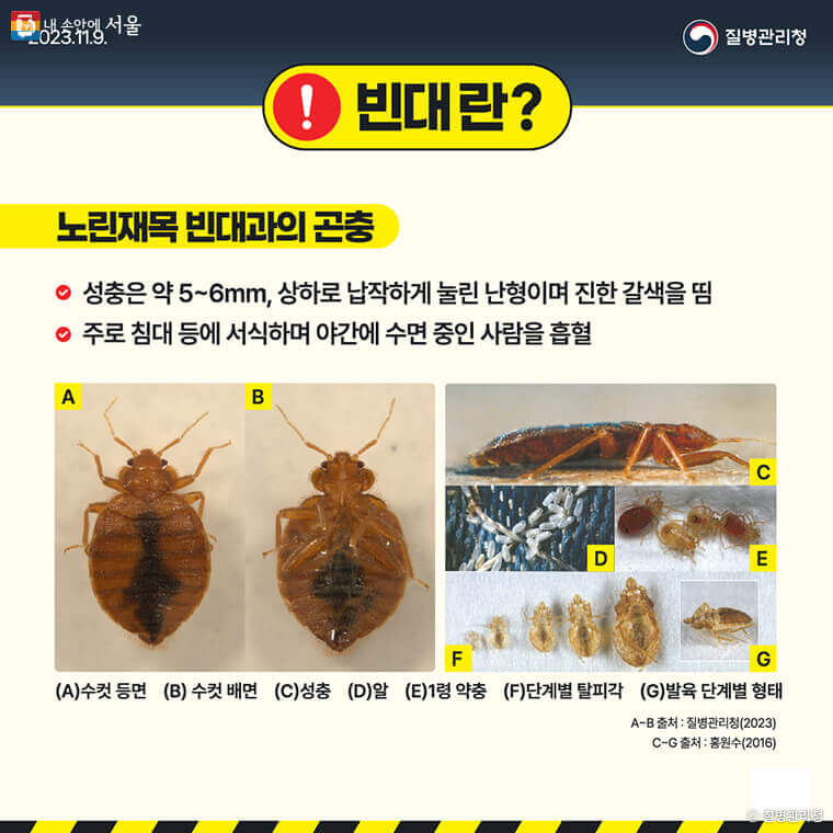빈대 빈대믹 Q&A 13가지 두려움 해소!!