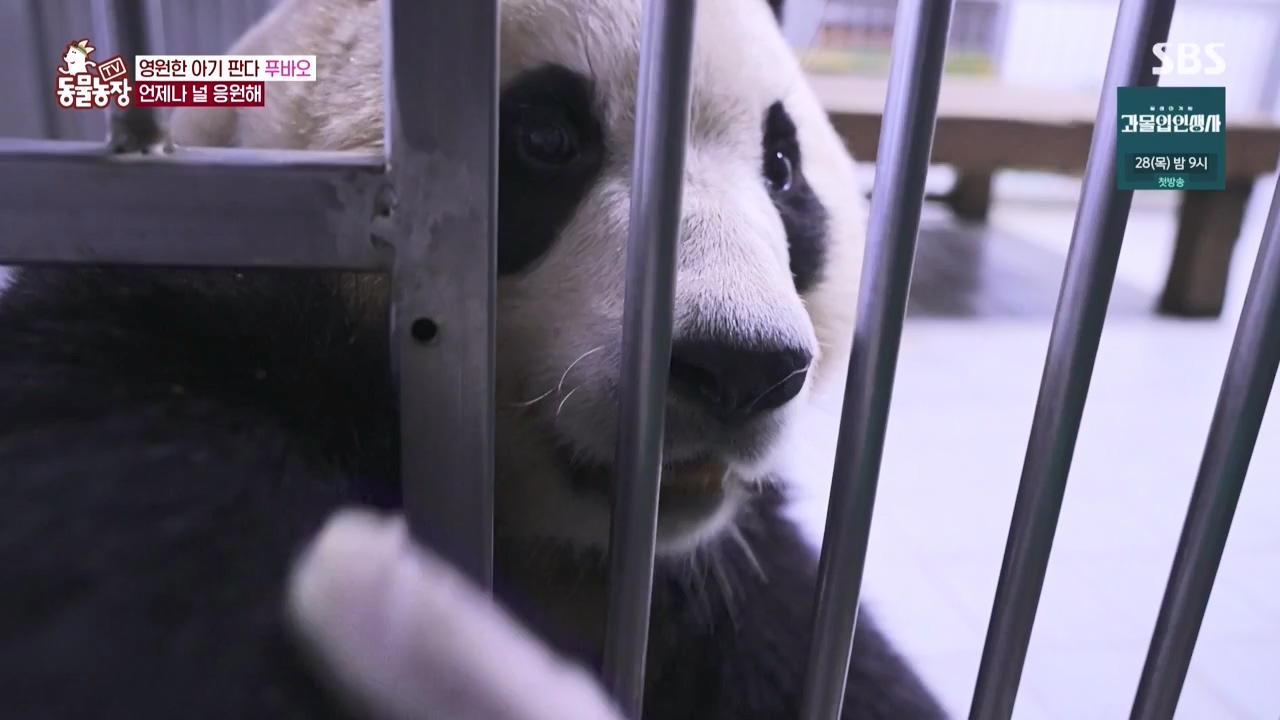 TV 동물농장.E1150.231218p-NEXT.mp4_20231217_171352.645.jpg