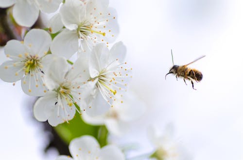 bee and flower