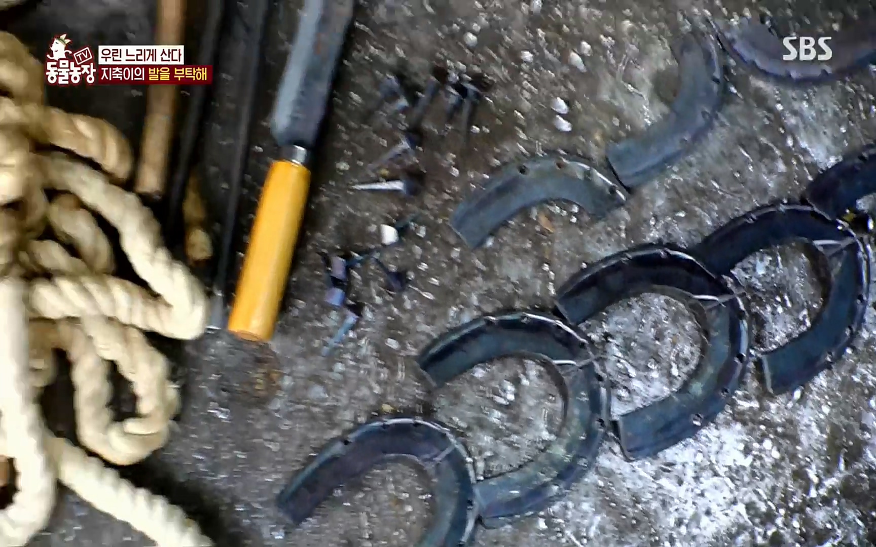 TV 동물농장.E1074.220619p.H264-F1RST.mp4_20220619_181844.539.jpg