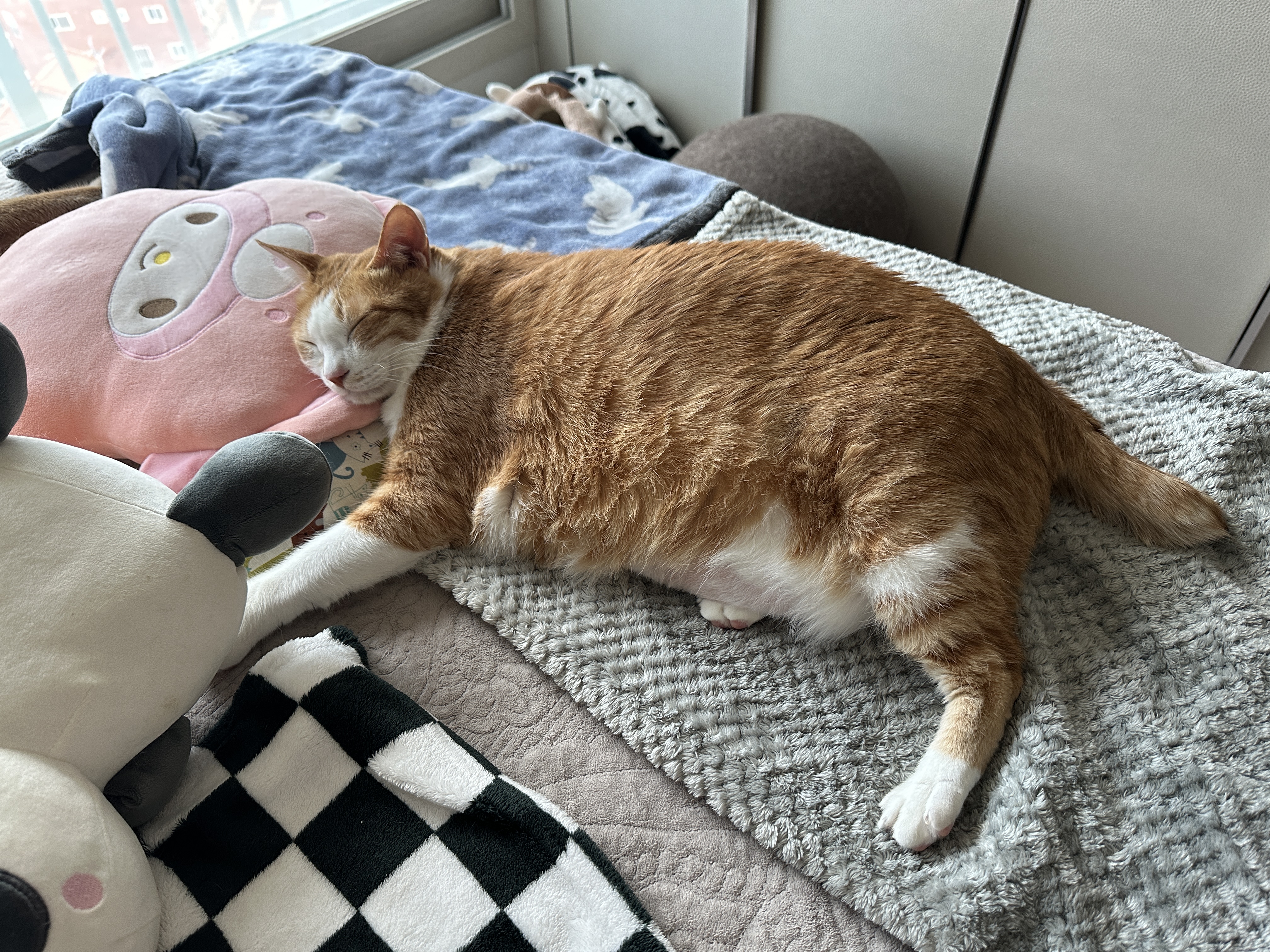 인형_베고_자고_있는_치즈냥이_호야