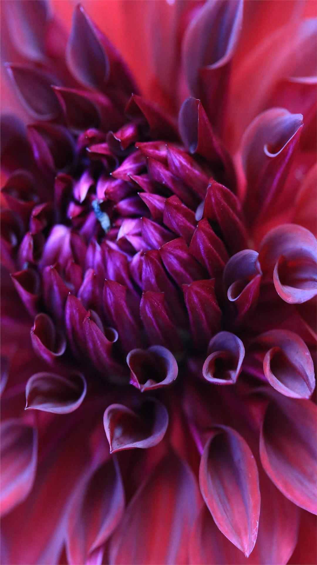 Dahlia Flower iPhone Wallpaper