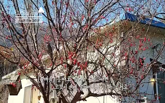 [3회] 자연의 철학자들 - KBS새처럼 살고 싶어라] 자연이라는 위대한 법당에서 숲의 울림, 새들의 소리를 들으며 깨달음을 얻은 도연 스님.ts_20220320_153600.384.jpg