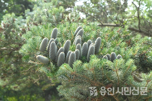 나무&숲장식 이미지