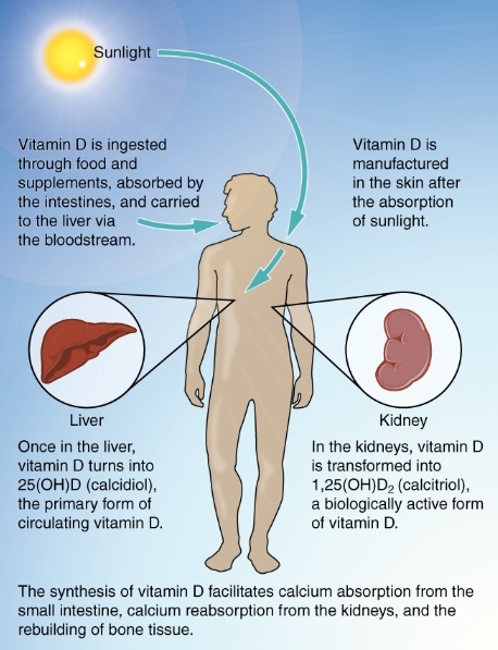 비타민 D의 중요성1