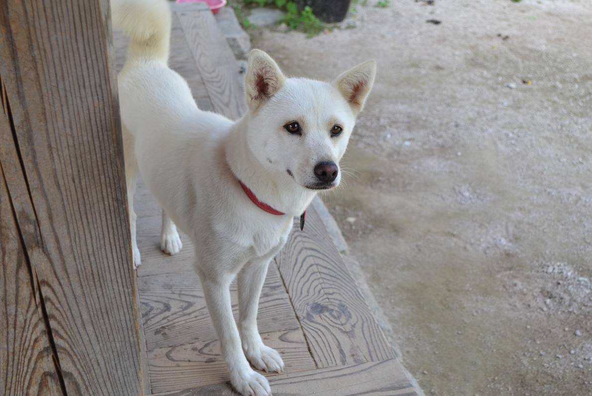 강아지 품종별 성격