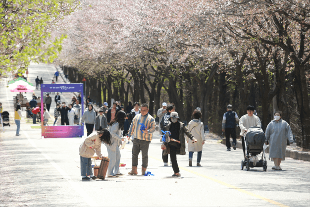 2024 벚꽃 축제 유명한 곳 