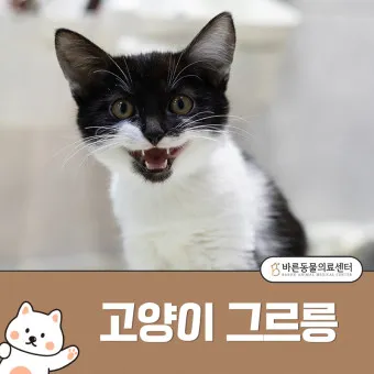 그르릉 이미지