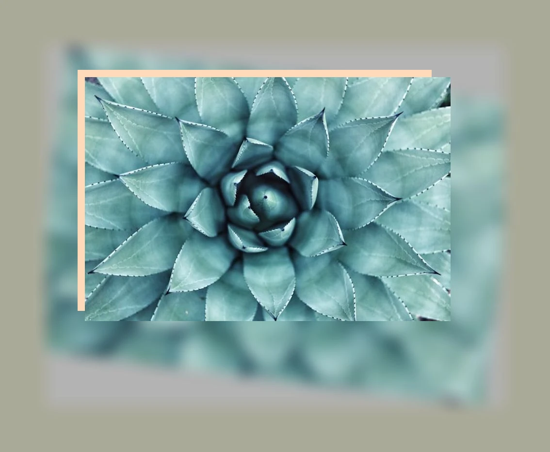 알로에 효능_1_subsection