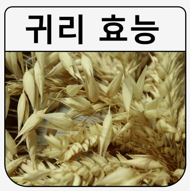  귀리의 효능과 건강에 미치는 영향