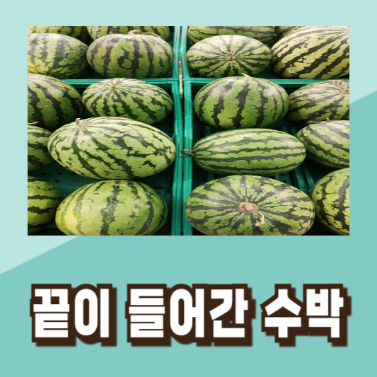 맛있는 수박 고르기 꿀팁