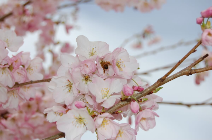 아케보노 벚꽃 Akebono Cherry Blossom