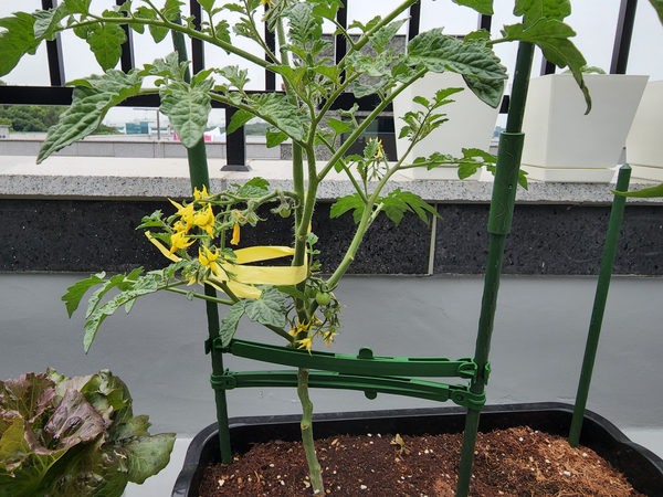 테라스 텃밭 집에서 방울토마토를 기르다 16