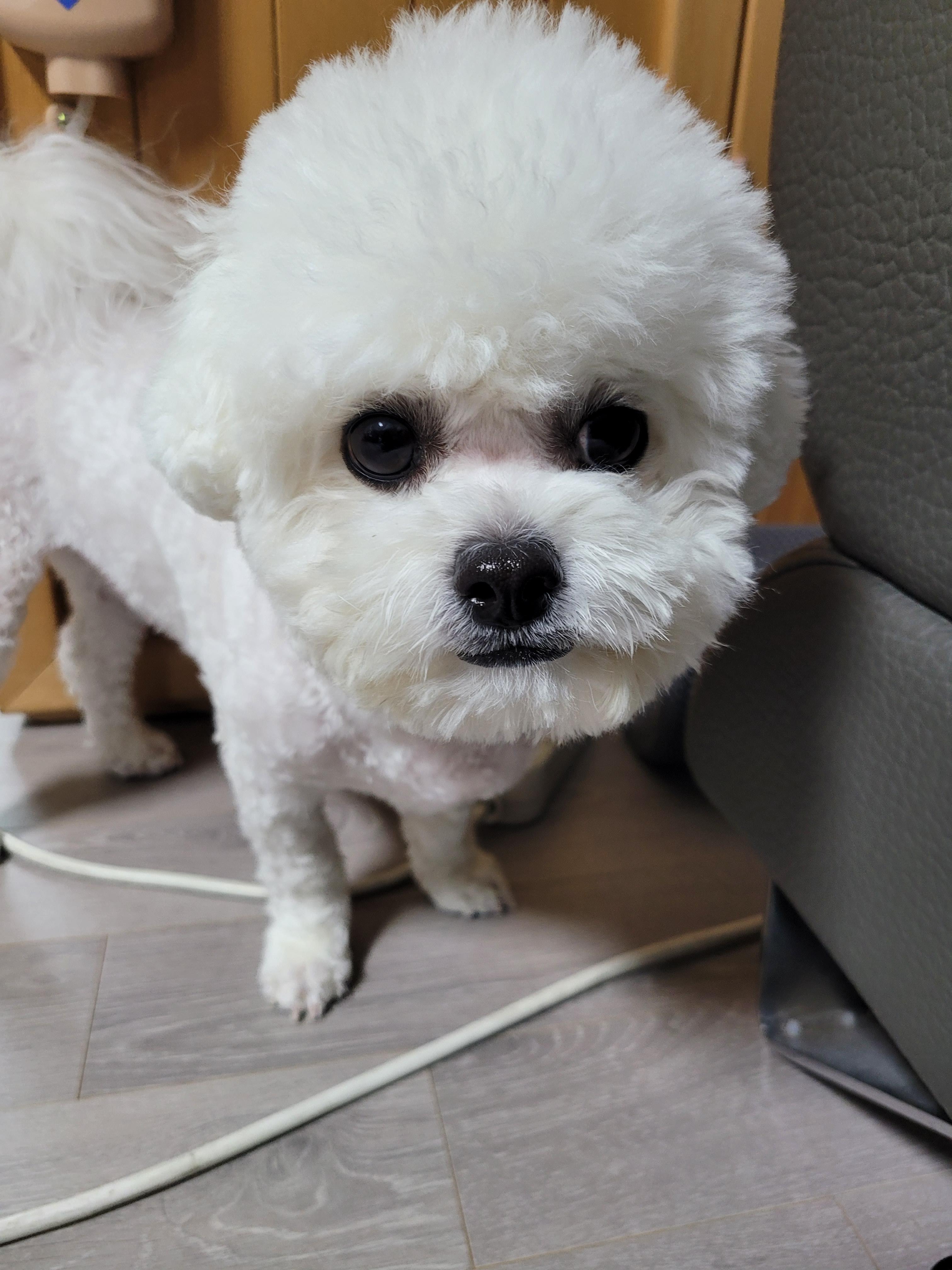 겨울강아지 산책시 주의사항/구름아 산책갈까???