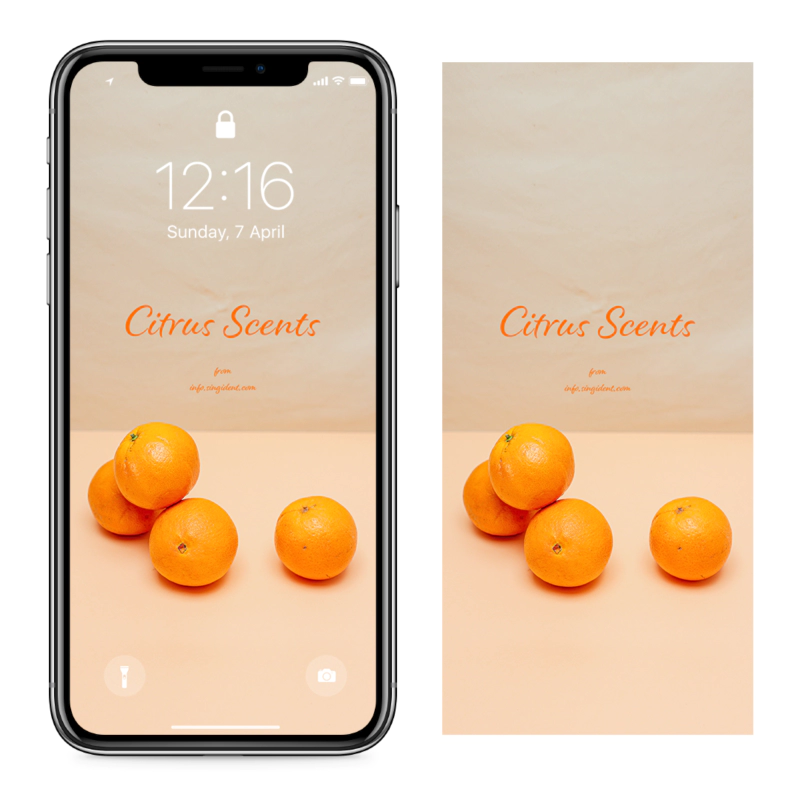06 오렌지 4개 C - Citrus Scents 아이폰주황색배경화면