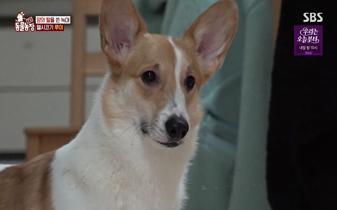 TV 동물농장.E1068.220509p-NEXT.mp4_20220508_173807.373.jpg