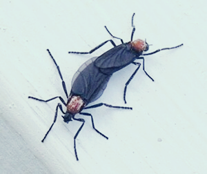 러브버그(Love Bug)의-특징-출현지역-예방-방법-퇴치방법-및-살충제-사용