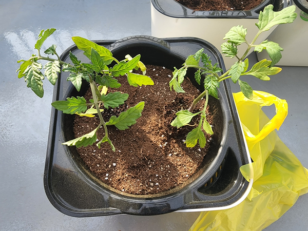 테라스 텃밭 집에서 방울토마토를 기르다 28