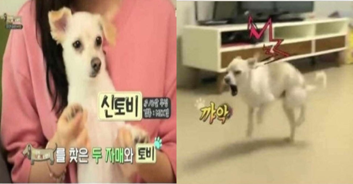  짖음방지기를 착용한 강아지들한테 생기는 일