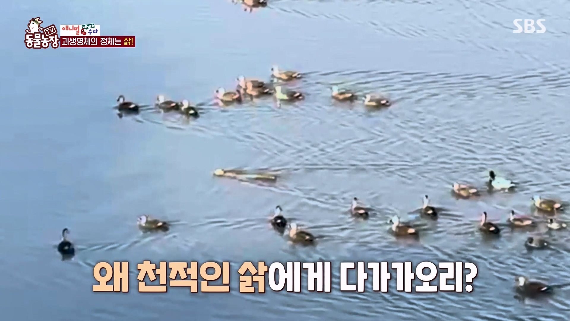 TV 동물농장.E1164.240324p-NEXT.mp4_20240324_170459.963.jpg