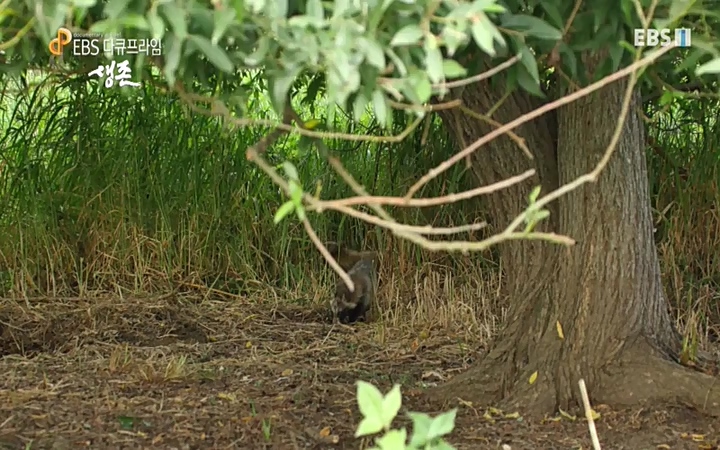 EBS 다큐프라임_ 220628.avi_20220629_210206.196.jpg