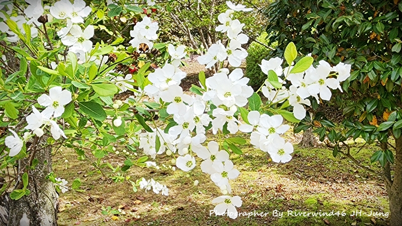 가침박달나무 꽃