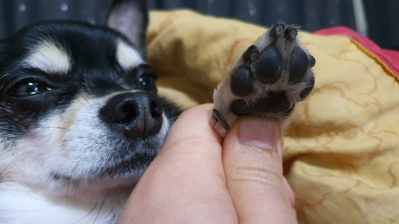  강아지 발톱깎이 (자르기) / 발톱관리 방법 - 주의사항