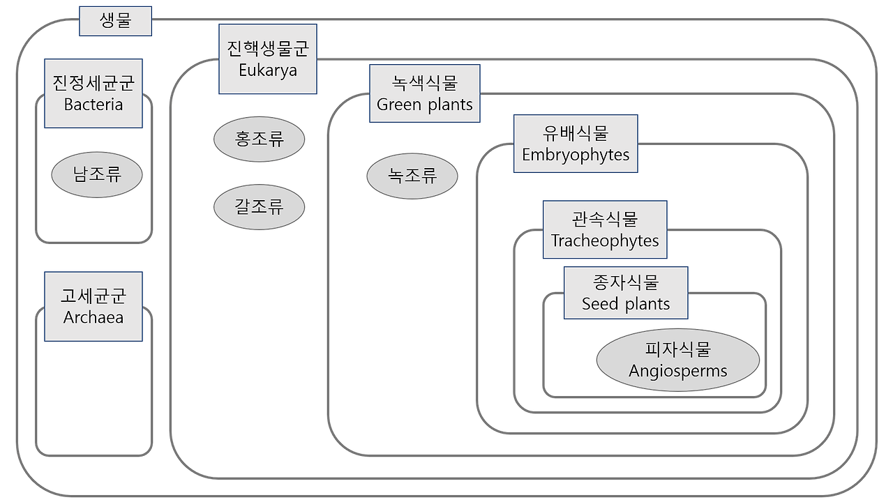 식물 분류체계