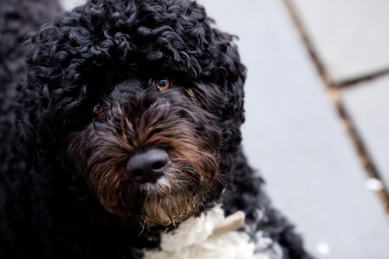 포르투갈 워터독(Portuguese Water Dog)