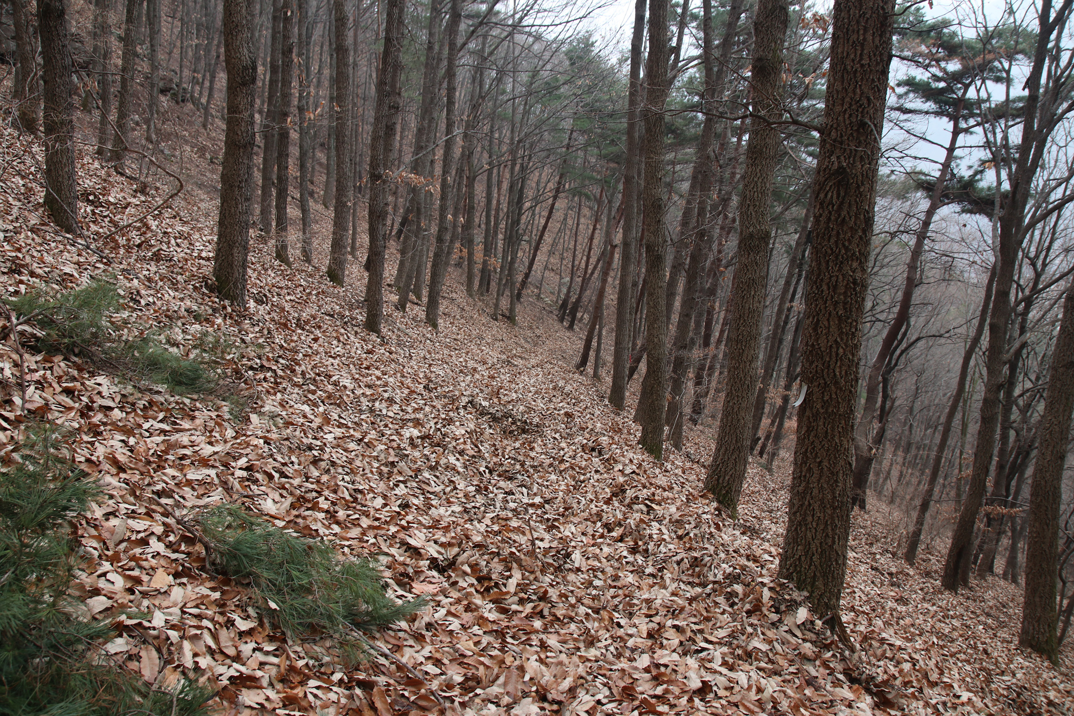 경남 의령군 국사봉 05 45