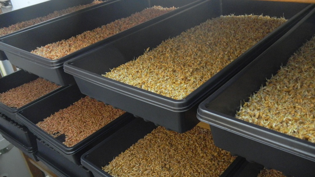 보리싹 싹의 7가지 효능과 부작용 1