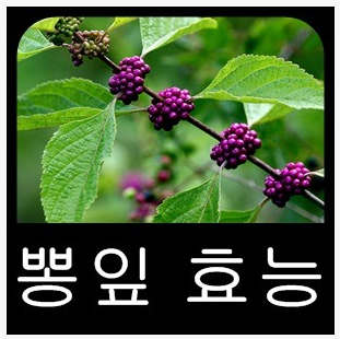  뽕잎 효능 부작용