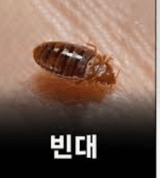 빈대 퇴치법