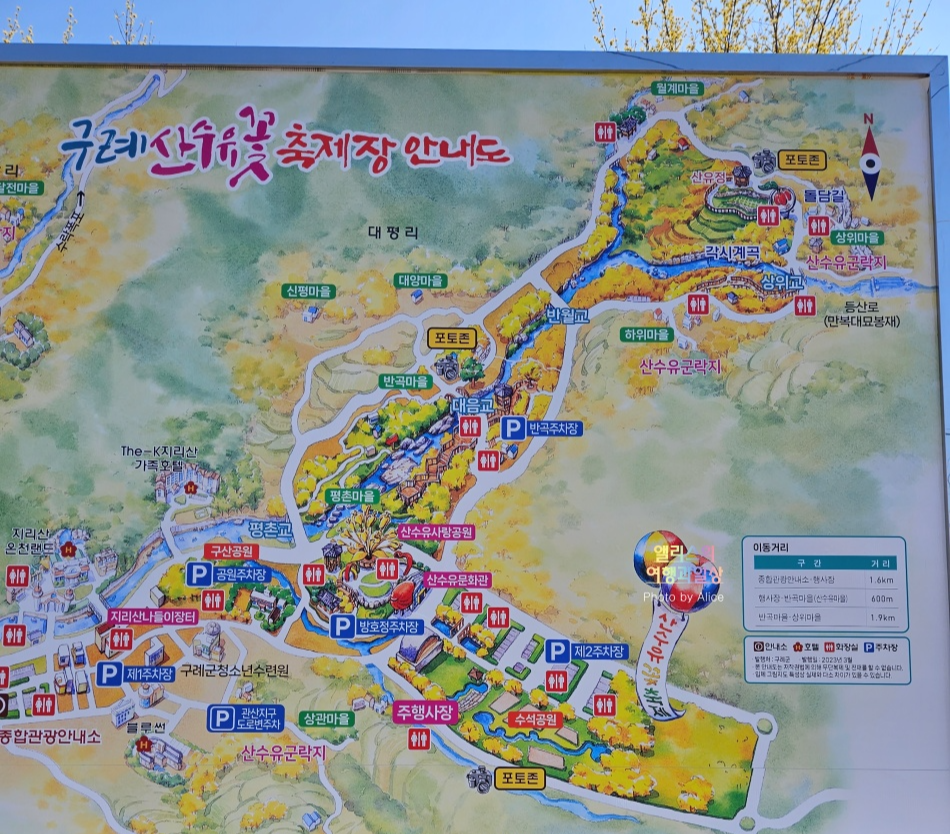 구례 산수유꽃축제 2023 황해처럼 활짝 핀 산수유