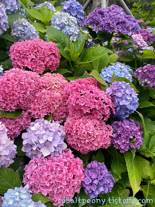 South Korea Busan Haeundae Hydrangea flowers tour course 