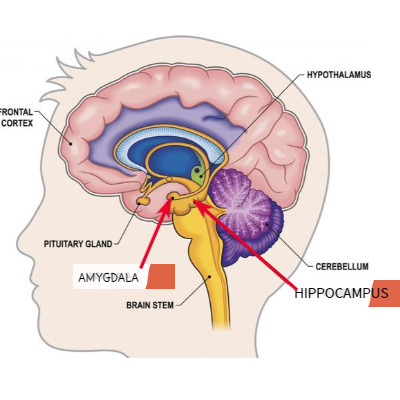 해마와 편도체